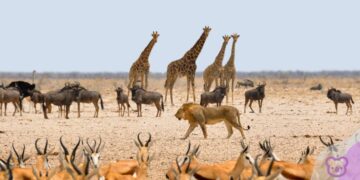 CISaustralia shines spotlight on non-traditional destinations