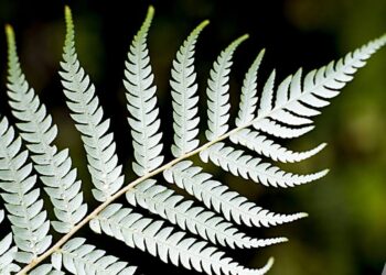 New Zealand announces new international education growth plan