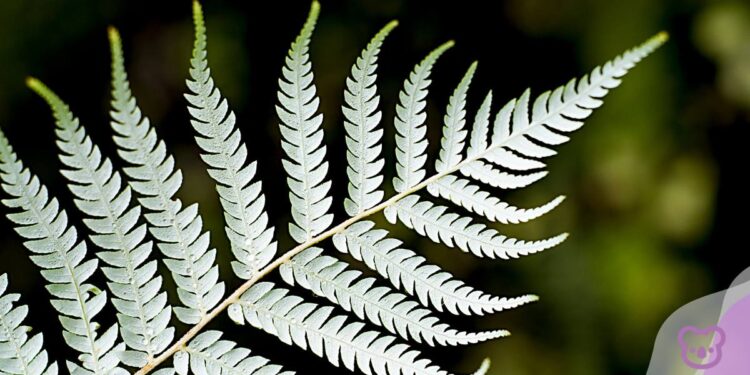 New Zealand announces new international education growth plan