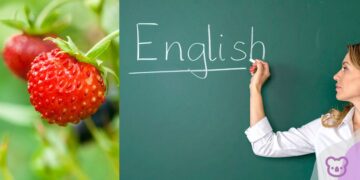 $10 strawberries, empty farms, and another hit for ELICOS: the Working Holiday visa pause